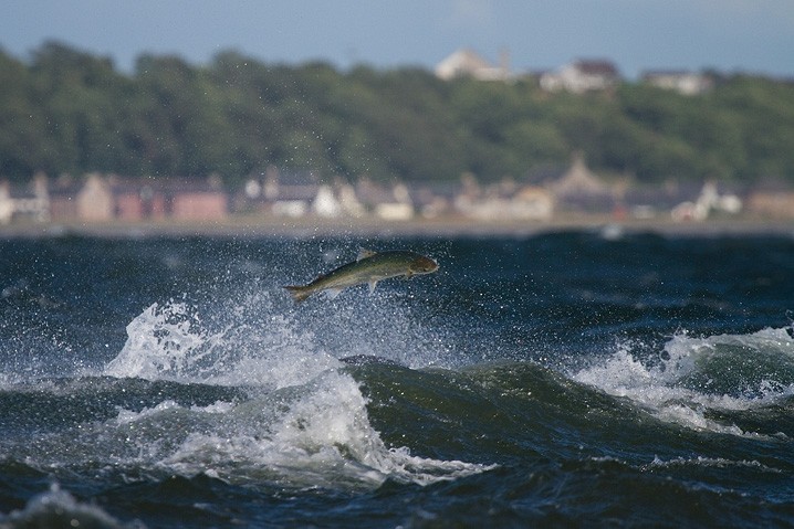 Groe Tmmler Tursiops truncatus Bottlenose dolphin